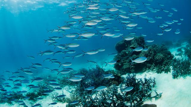 Great Barrier Reef, Australia (Dok. Dell Technologies)