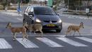 Nubian ibexes, sejenis kambing gurun, berkeliaran di jalanan selama ockdown di Kota Mitzpe Ramon, Israel (4/2/2021). Israel lagi-lagi menerapkan lockdown ketika lonjakan kasus baru virus corona Covid-19 kembali terjadi. (AFP/ Menahem Kahana)
