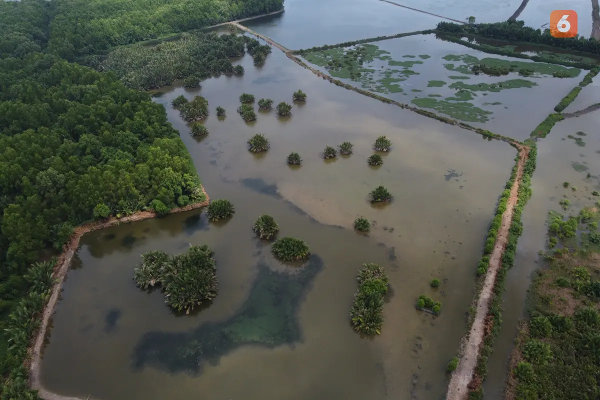 Mangrove di Delta Mahakam