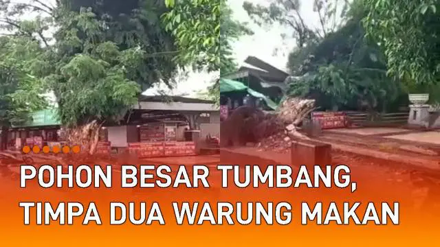 Sebuah pohon besar tumbang di pinggir jalan mengundang perhatian.