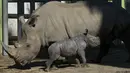 Kebun binatang tersebut mengatakan Silverio memiliki berat 74 kg (163 pon) saat lahir, dan berdiri 50 menit setelah ia dilahirkan. (AP Photo/Esteban Felix)
