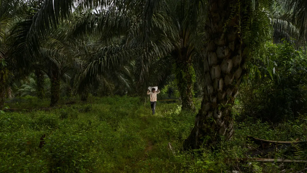 Potret Pekerja Perkebunan Kelapa Sawit di Aceh