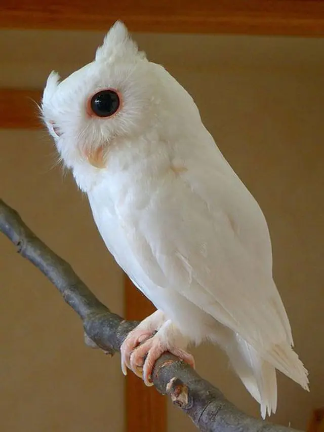10 Potret Hewan Albino Langka Ini Makin Menarik Perhatian