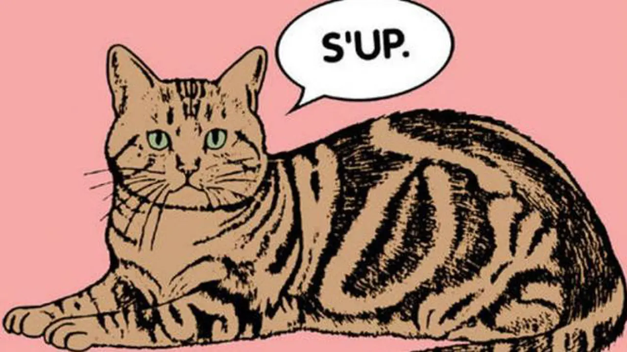 3 Wajah Kucing Unik Paling Populer di Instagram