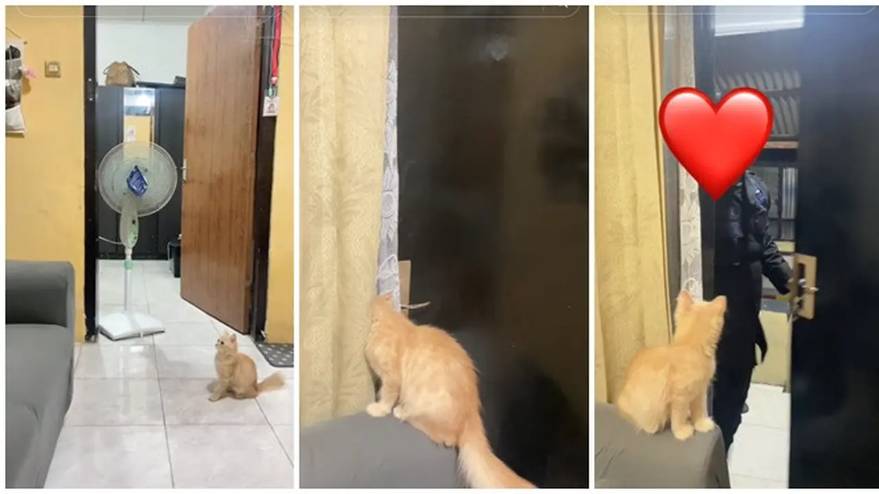 Momen Kucing Setia Tunggu Pemiliknya Pulang di Depan Pintu, Tak Sabar Bertemu