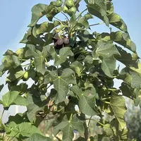 Daun Jarak / Sumber: Wikimedia