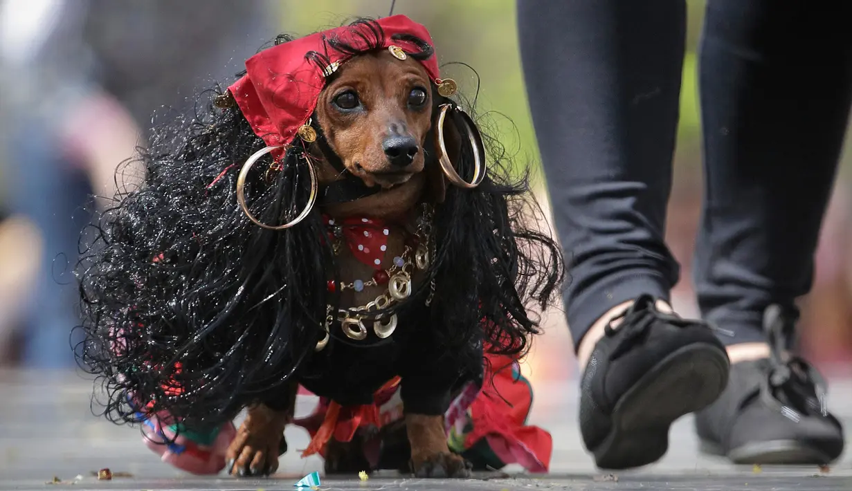 Seekor anjing jenis dachshund dihias mirip wanita Gypsi saat mengikuti Parade Dachshund di St.Petersburg, Rusia, Sabtu (27/5). (AP Photo / Dmitri Lovetsky)