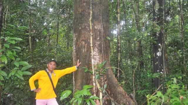 Tengkawang. (Foto: Liputan6.com/Aceng Mukaram)