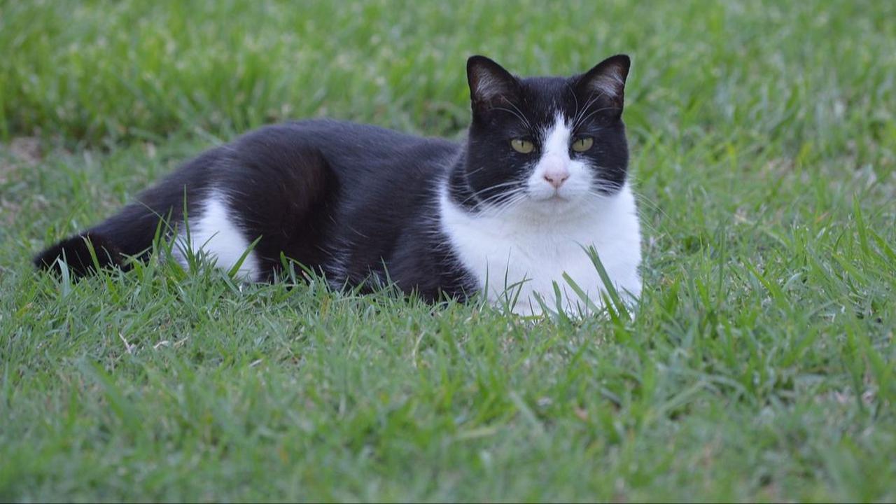 Cara Mengatasi Kucing Demam