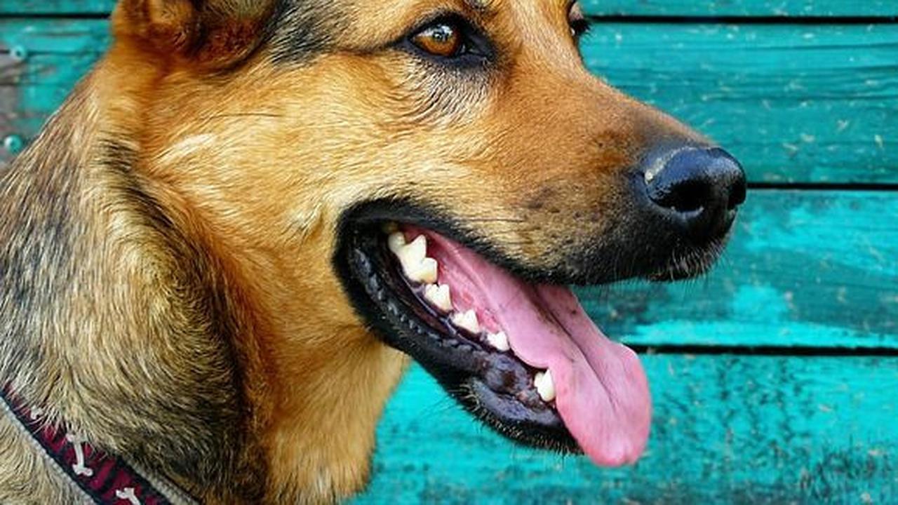 Kotoran memang berasal dari makanan namun bukan berarti bisa dimakan. Hal ini juga berlaku bagi semua hewan peliharaan termasuk anjing.<br>