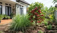 7 Jenis Tanaman Aromatik yang Efektif Mengusir Lalat Buah di Pekarangan Rumah, Buah Jadi Bebas Busuk