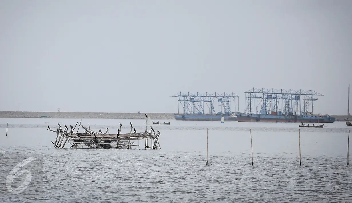 Sejumlah burung Pecuk Padi Kecil hinggap di bagan apung nelayan di perairan Muara Angke, Penjaringan, Jakarta Utara, Selasa (3/1). Burung Pecuk Padi Kecil adalah sejenis burung laut anggota suku Phalacrocoracidae. (Liputan6.com/Faizal Fanani)