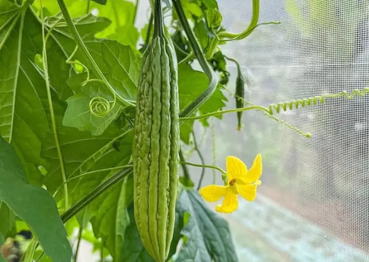 Pare Jadi Lebih Enak! Ini Cara Mengurangi Pahitnya Tanpa Garam