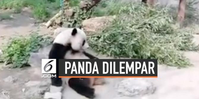 VIDEO: Panda Dilempari Batu oleh Pengunjung Kebun Binatang
