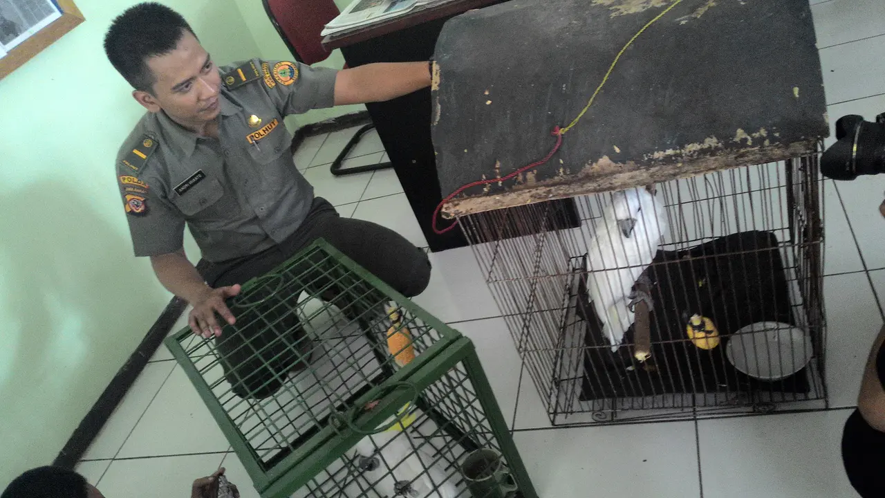 kakatua jambul kuning