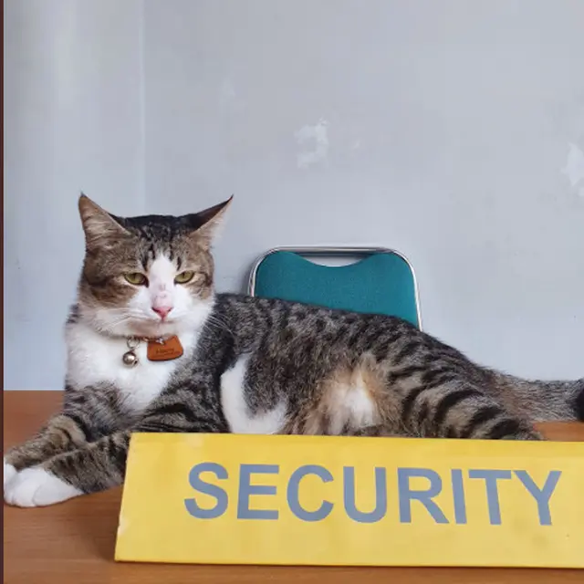 6 Potret Kucing Jadi 'Karyawan' Ini Menggemaskan, Ekspresinya Lucu Banget