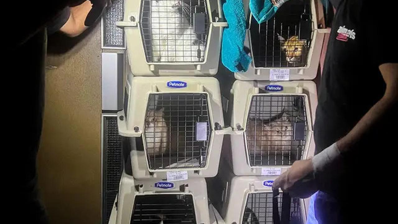 Misi Penyelamatan Kucing Terlantar di Lebanon