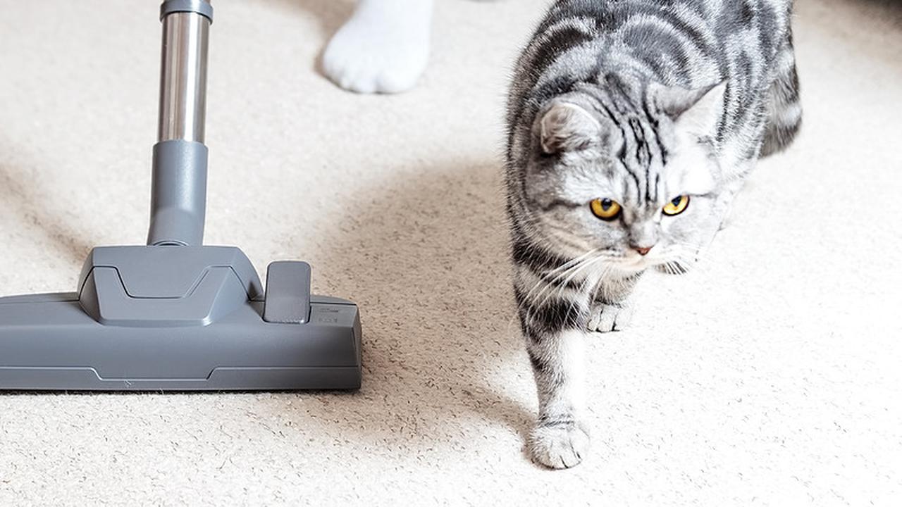 9 Trik Ampuh Menghilangkan Bulu Kucing dari Karpet yang Jarang Diketahui Orang, Salah Satunya Pakai Bahan Dapur Ini