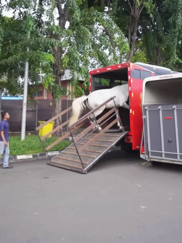 Apris Devita Dikado Guntur Triyoga Kuda Belanda