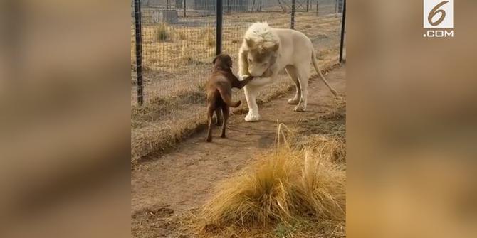 VIDEO: Bertemu Anjing, Singa ini Malah Cium Tangan