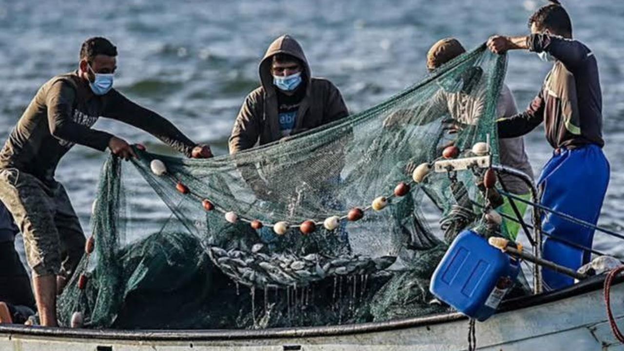 Ikan Pesut Berenang ke Arah Selatan
