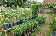 12 Buah yang Bisa Tumbuh Subur di Wadah Galon Bekas, Cocok untuk Kebun Rumahan