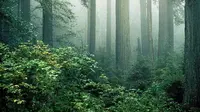 Hutan pohon redwood (Public Domain)