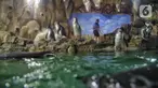 Sejumlah bayi penguin di Ocean Dream Samudra, Ancol, Jakarta Utara, Senin (13/3/2023). Sebanyak 5 bayi penguin Humbolt menetas di dalam habitat oleh lembaga konservasi Taman Impian Jaya Ancol setelah kedatangan pertama kalinya tahun 2019 dari total 15 penguin yang berada disana. (merdeka.com/Iqbal S Nugroho)
