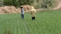Petani di Madiun Siap Panen Saat Sawah Lain Dilanda Kekeringan