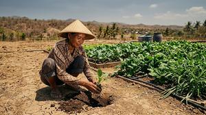10 Sayuran yang Tetap Subur saat Musim Kemarau, Cocok Ditanam di Pekarangan