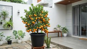 10 Cara Membuat Tanaman Jeruk dalam Pot Cepat Mengeluarkan Bunga dan Buah