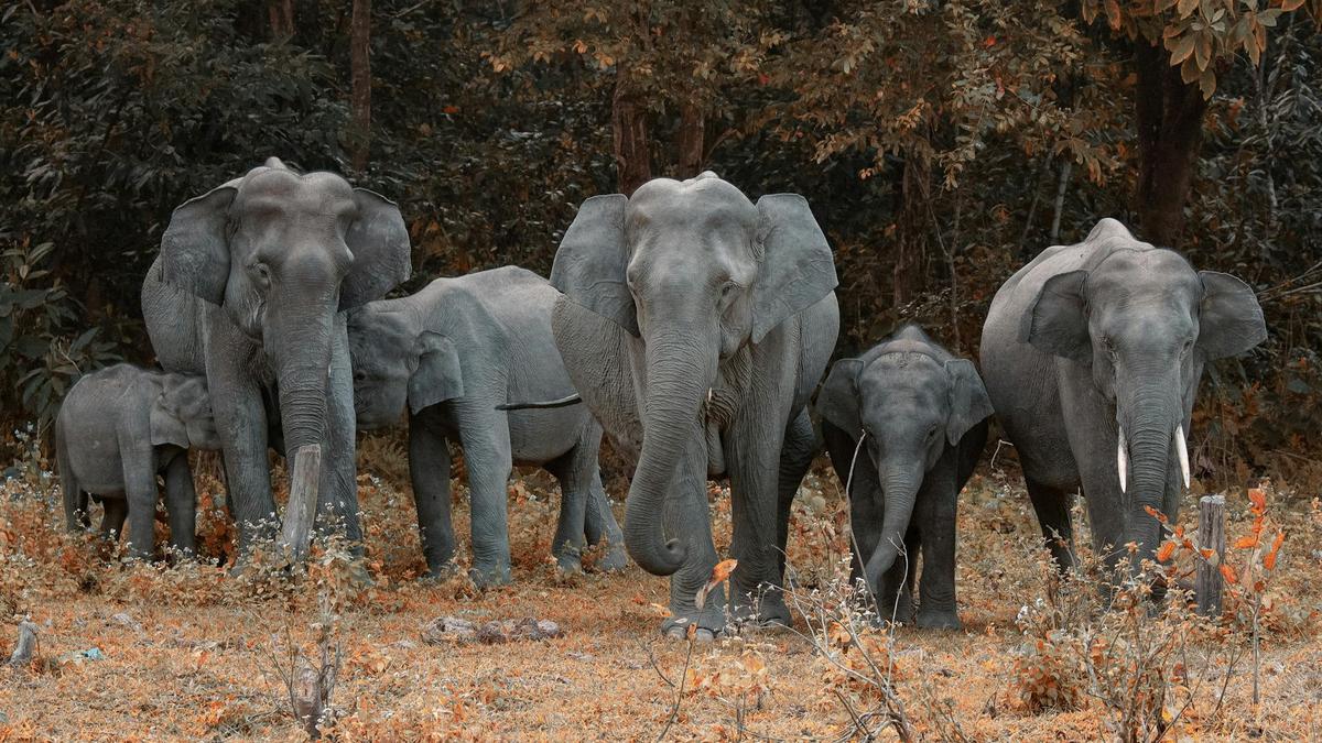 Fenomena Unik Kawanan Gajah Bentuk Formasi Lingkaran, Waspadai Gempa