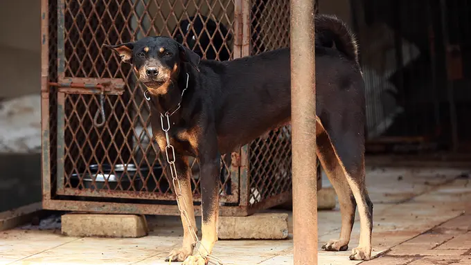  Mengintip Kehidupan Hewan Terlantar di Garda Satwa Indonesia