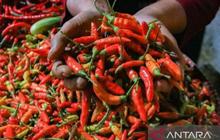 Biang Kerok Harga Cabai Rawit Merah Mahal Jelang Iduladha