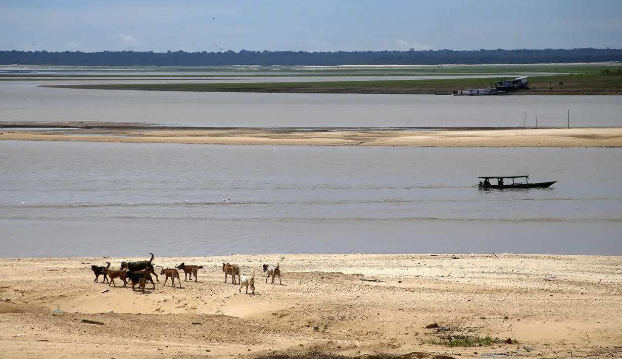 Anjing berjalan di daerah yang terkena dampak kekeringan dekat Sungai Solimões, Tefe, Amazonas, Brasil, Rabu (19/10/2022). Perubahan iklim ini juga membuat jumlah kasus muntah dan diare meningkat di sana, sehingga sistem filter (Salta-Z) akan dipasang untuk mengurangi penyebaran penyakit tersebut. (AP Photo/Edmar Barros)