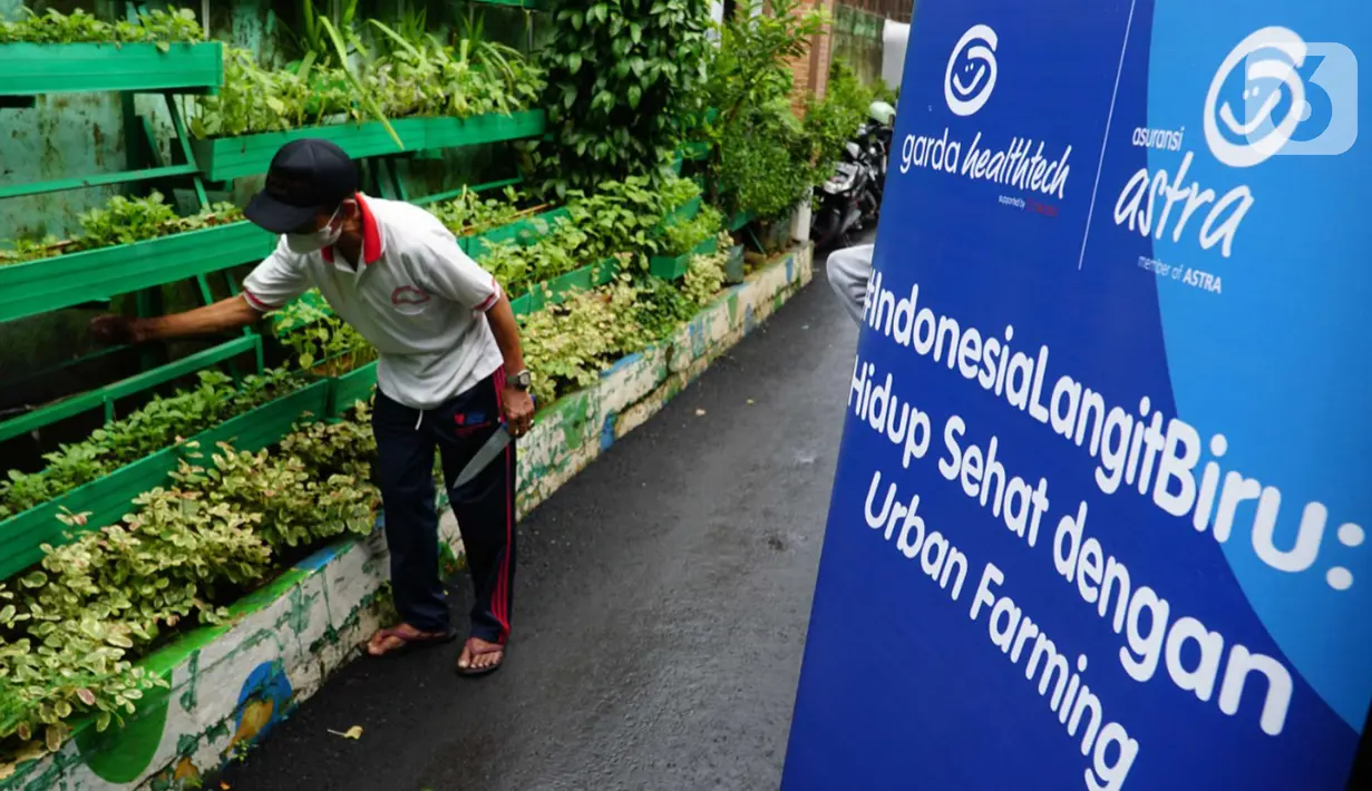 Warga merawat urban farming di RW 01 Pela Mampang, Jakarta (23/12/2021). Kegiatan dalam rangkaian #IndonesiaLangitBiru mengajak masyarakat untuk mulai hidup sehat dengan melakukan urban farming. (Liputan6.com/HO/Eko)