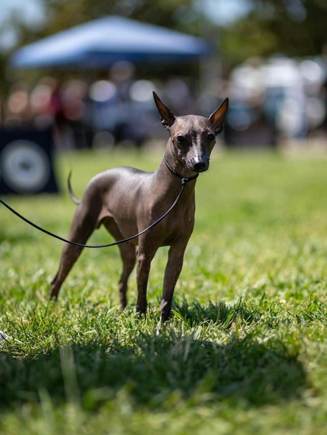Xoloitzcuintli