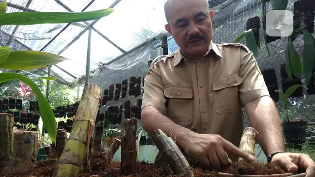 taman anggrek