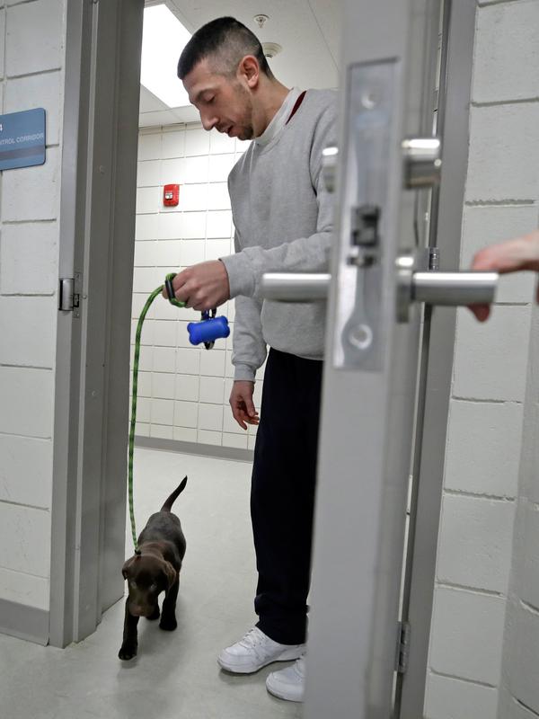 Narapidana Justin Martin membawa anak anjing di Penjara Merrimack County, Boscawen, New Hampshire, AS, Selasa (8/1). Para narapidana harus memberi makan, mengajaknya berjalan dan memberi pelatihan kepatuhan. (AP Photo/Elise Amendola)