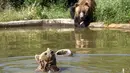 Beruang cokelat Hana (depan) dan Mali mendinginkan diri di kolam air di Bear Sanctuary Pristina, Kosovo, Kamis (8/7/2021). Warga di Eropa timur yang tidak terbiasa dengan suhu tinggi sedang berjuang untuk mengatasi gelombang panas yang melanda seluruh wilayah. (AP Photo/Visar Kryeziu)