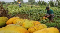 Petani memanen buah timun suri untuk keperluan berbuka puasa di Desa Kemang, Bogor, Selasa (7/5/2019). Intensitas hujan yang tinggi di Bogor menyebabkan hasil panen menurun sehingga harga timun suri naik 100 persen dari Rp 6 ribu per buah menjadi Rp 12 ribu per buah. (merdeka.com/Arie Basuki)