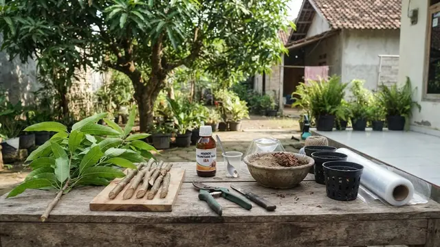 Alat dan Bahan Stek Pohon Mangga