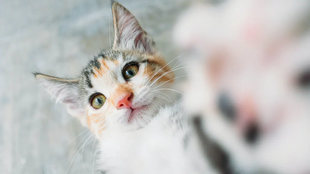 Ilustrasi kucing
