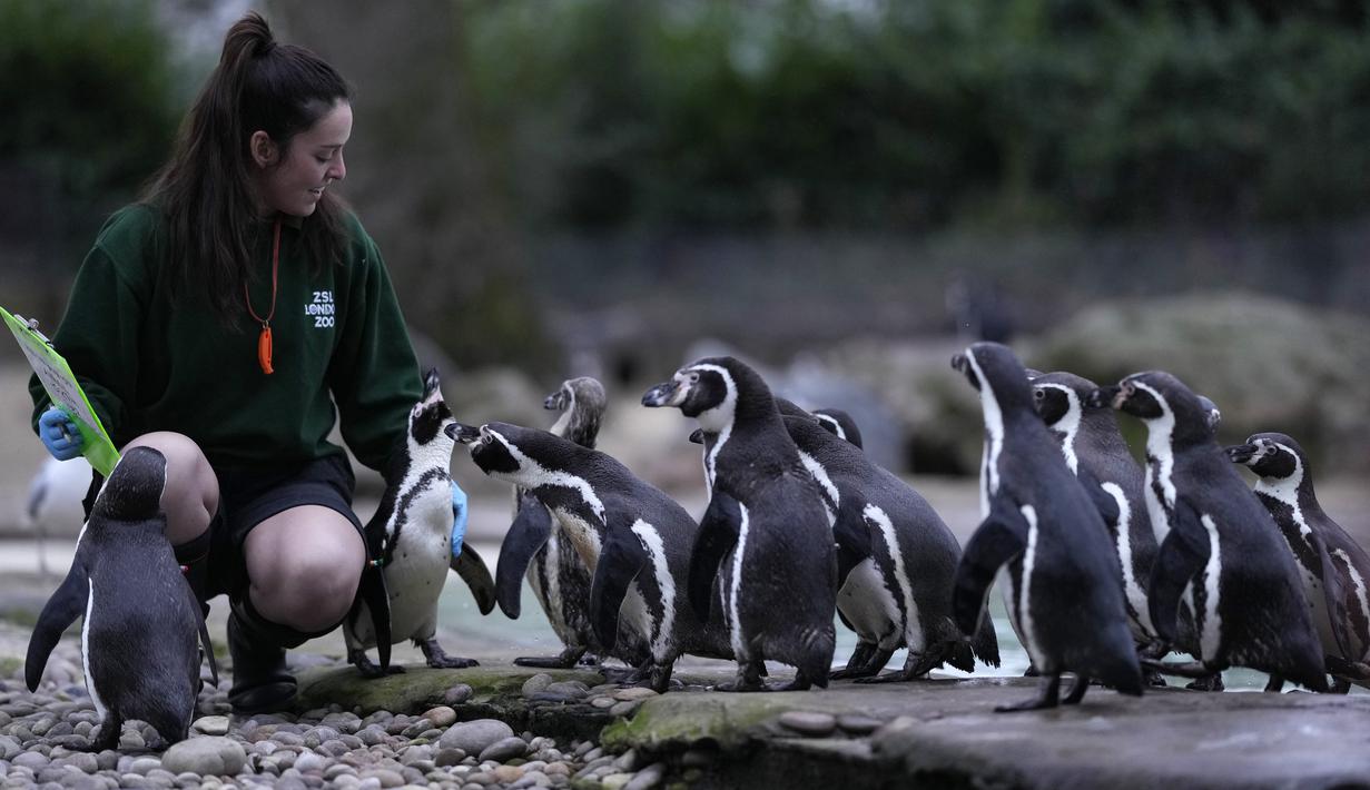 Hattie Sire, penjaga Kebun Binatang London, dengan penguin Humboldt melakukan inventarisasi tahunan, Selasa (4/1/2022). Merawat lebih dari 400 spesies berbeda, penjaga menghadapi tugas menantang untuk menghitung mamalia, burung, reptil, dan invertebrata di Kebun Binatang. (AP Photo/Alastair Grant)