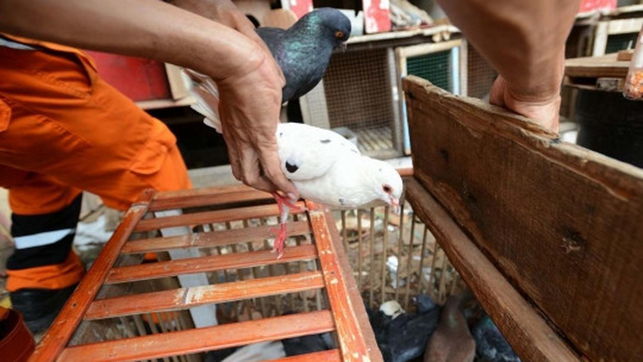 Antisipasi flu burung, kandang unggas di bantaran Ciliwung dibongkar