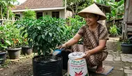12 Cara Mengatasi Cabai yang Banyak Daun Tetapi Tidak Berbuah, Perhatikan Nutrisi