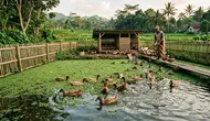 7 Cara Ternak Bebek Petelur Sambil Menanam Azolla di Kolam yang Sama, Hemat Pakan