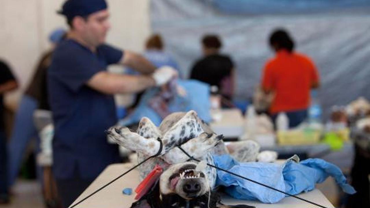 Ribuan kucing &amp; anjing diberi vaksin rabies