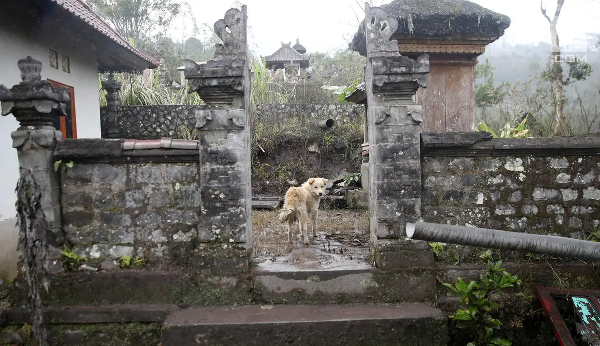 Seekor anjing berkeliaran di sekitar rumah di Desa Sebudi, Karangasem, Bali, Senin (4/12). Warga yang tinggal di KRB Gunung Agung telah mengungsi di tempat aman, hanya anjing-anjing yang terlihat menjaga rumah pemiliknya. (Liputan6.com/Immanuel Antonius)