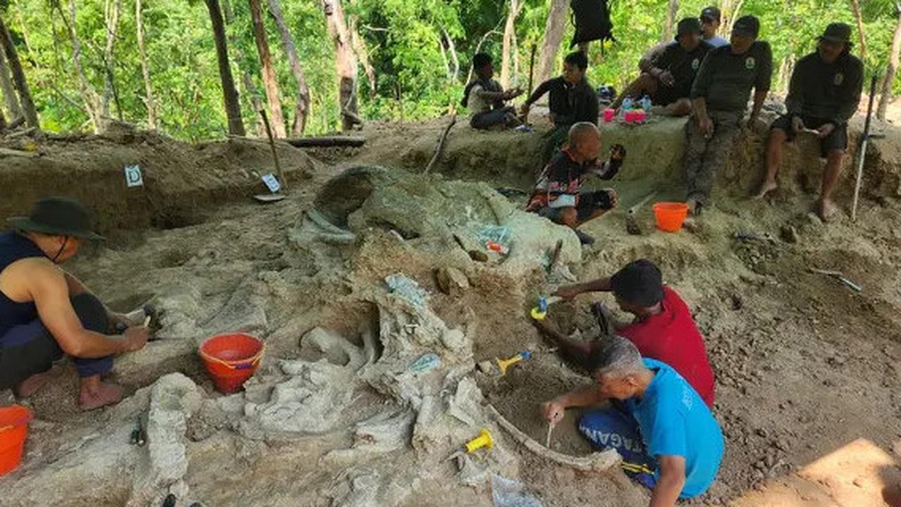 Fosil Utuh Gajah Purba Stegodon Ditemukan di Nganjuk, Diperkirakan Berusia 800 Ribu Tahun.